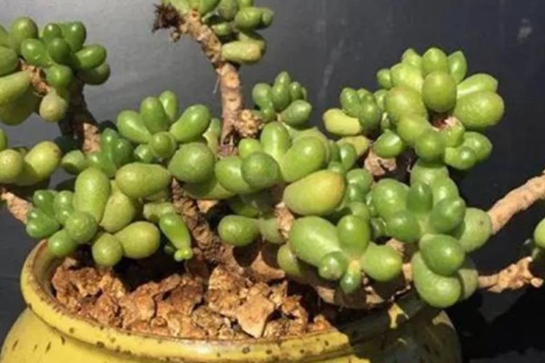 怎么养绿龟卵多肉植物，生长过程中需要充足的养分