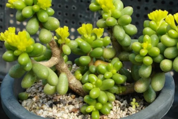 怎么养绿龟卵多肉植物，生长过程中需要充足的养分