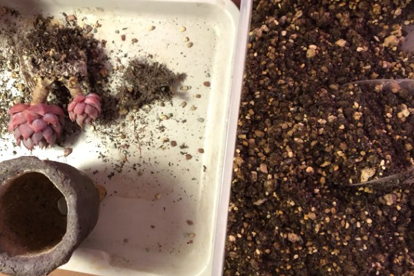 怎么养绿龟卵多肉植物，生长过程中需要充足的养分