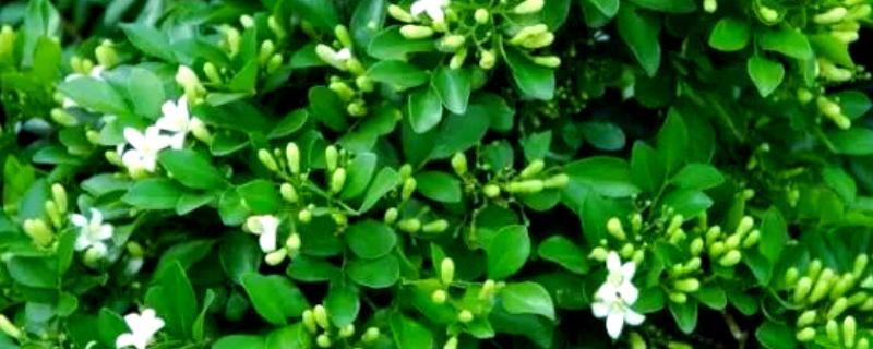九里香每年开几次花，一年只会开一次花