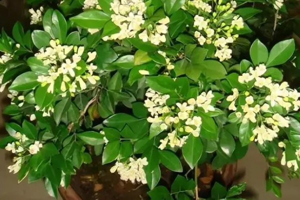 九里香每年开几次花，一年只会开一次花