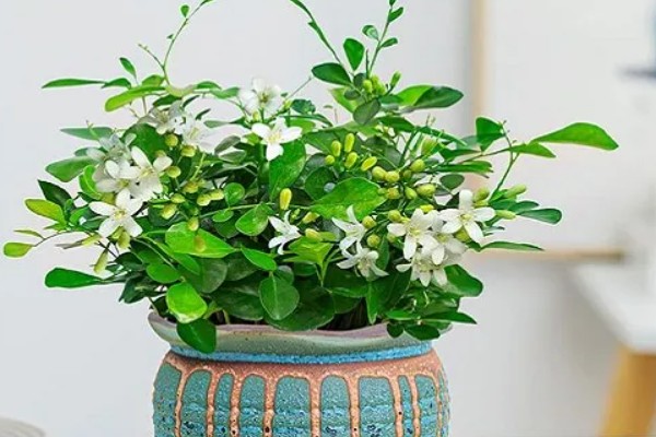 九里香每年开几次花，一年只会开一次花