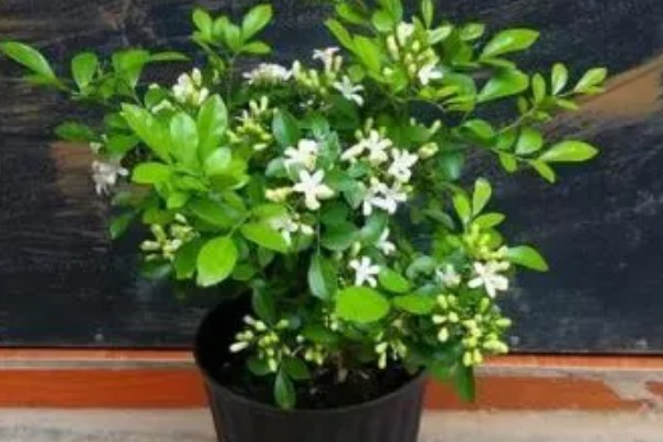 九里香每年开几次花，一年只会开一次花