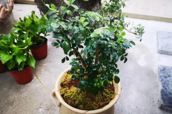 九里香每年开几次花，一年只会开一次花