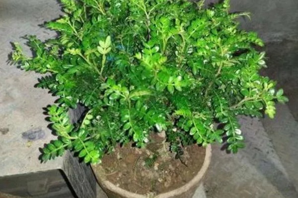 九里香每年开几次花，一年只会开一次花
