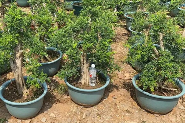 九里香每年开几次花，一年只会开一次花