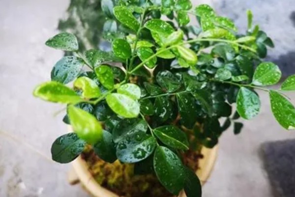 九里香每年开几次花，一年只会开一次花