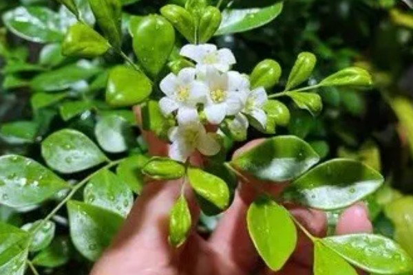 九里香每年开几次花，一年只会开一次花