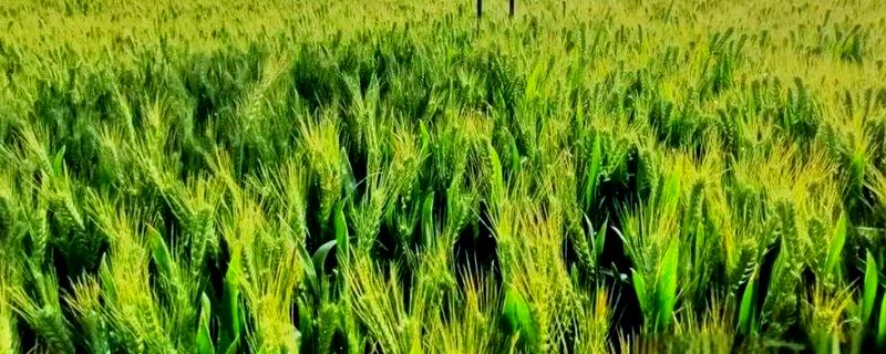 河南新乡的主要农作物，有新乡小麦、获嘉大白菜等