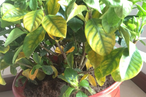 盆栽栀子花叶片枯萎发黄如何解决，过度浇水时需脱盆晾干再重栽