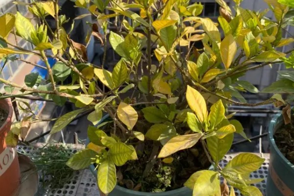 盆栽栀子花叶片枯萎发黄如何解决，过度浇水时需脱盆晾干再重栽