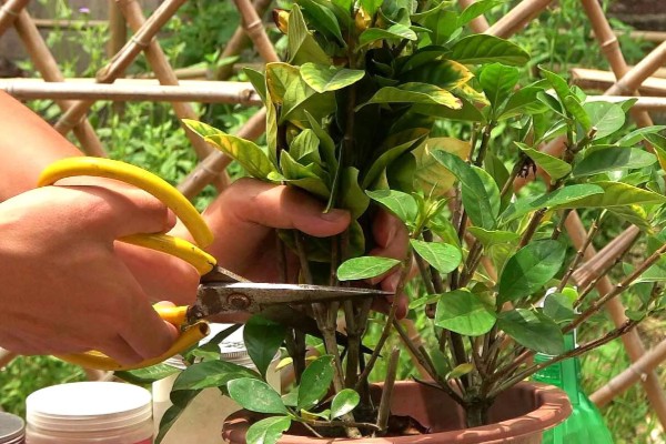 盆栽栀子花叶片枯萎发黄如何解决，过度浇水时需脱盆晾干再重栽