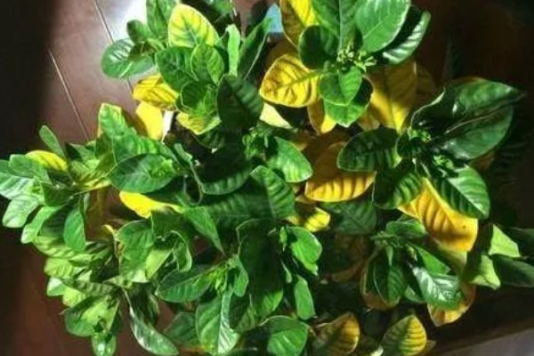 盆栽栀子花叶片枯萎发黄如何解决，过度浇水时需脱盆晾干再重栽