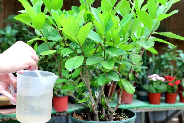 盆栽栀子花叶片枯萎发黄如何解决，过度浇水时需脱盆晾干再重栽
