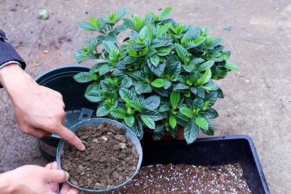 盆栽栀子花叶片枯萎发黄如何解决，过度浇水时需脱盆晾干再重栽