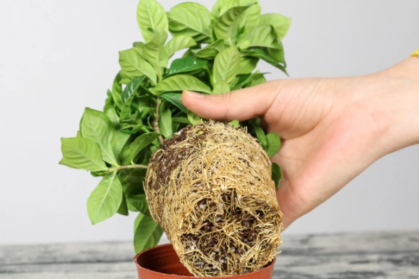 盆栽栀子花叶片枯萎发黄如何解决，过度浇水时需脱盆晾干再重栽
