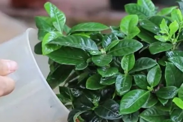 盆栽栀子花叶片枯萎发黄如何解决，过度浇水时需脱盆晾干再重栽