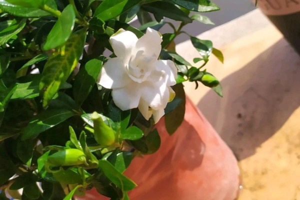 盆栽栀子花叶片枯萎发黄如何解决，过度浇水时需脱盆晾干再重栽