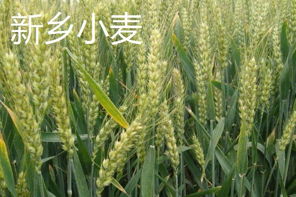 河南新乡的主要农作物，有新乡小麦、获嘉大白菜等