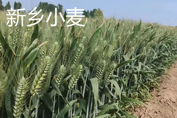 河南新乡的主要农作物，有新乡小麦、获嘉大白菜等