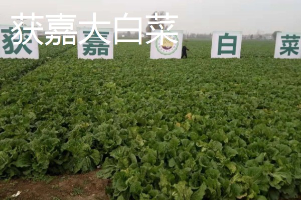 河南新乡的主要农作物，有新乡小麦、获嘉大白菜等
