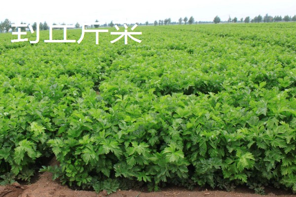 河南新乡的主要农作物，有新乡小麦、获嘉大白菜等