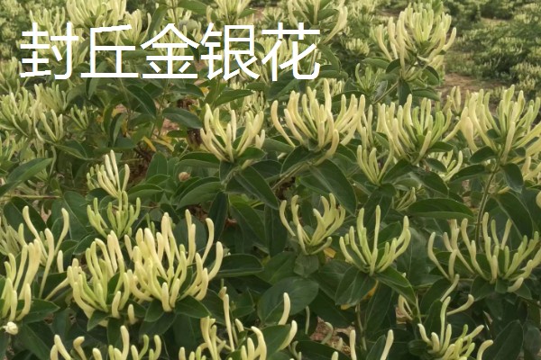 河南新乡的主要农作物，有新乡小麦、获嘉大白菜等
