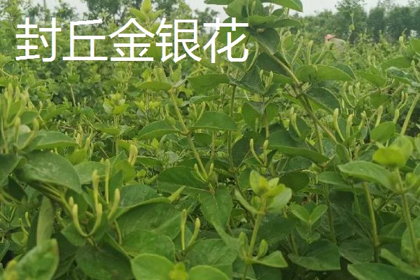 河南新乡的主要农作物，有新乡小麦、获嘉大白菜等
