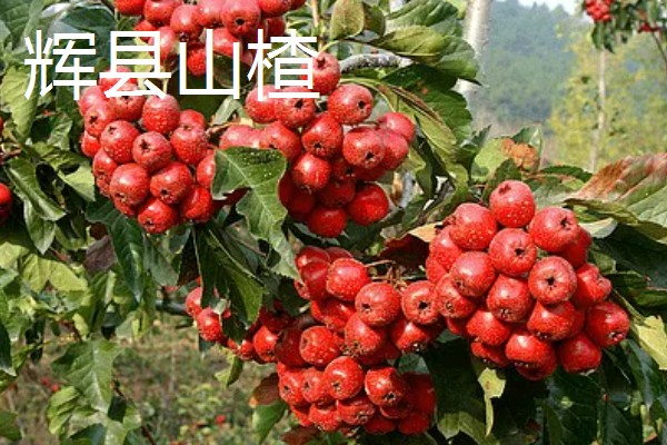 河南新乡的主要农作物，有新乡小麦、获嘉大白菜等