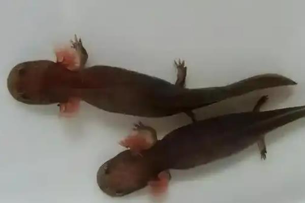 大鲵是怎么呼吸的，幼体阶段用鳃部呼吸