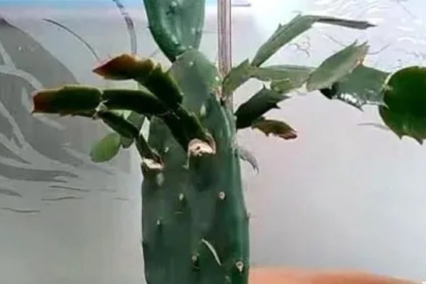 仙人掌叫仙人掌的原因，是因为叶片形状多为椭圆形