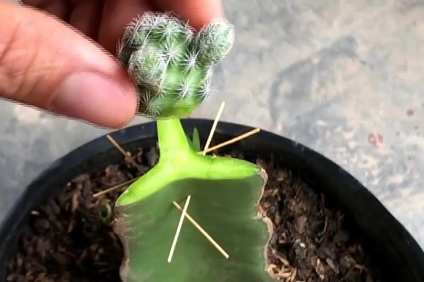 仙人掌叫仙人掌的原因，是因为叶片形状多为椭圆形