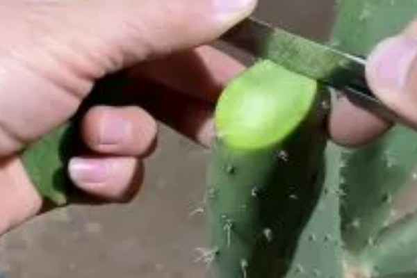 仙人掌叫仙人掌的原因，是因为叶片形状多为椭圆形