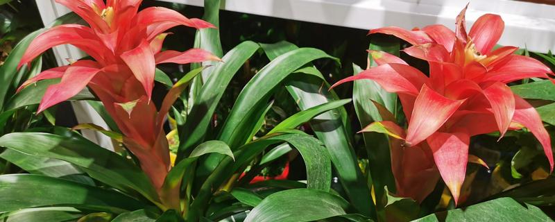 水塔花叶子发黄焦边干枯的原因，可能是养分不足所致