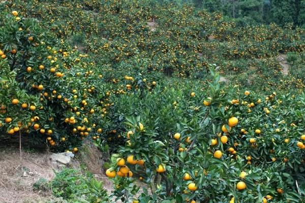 清香蜜橘有什么特点，果实呈椭圆形或圆球形