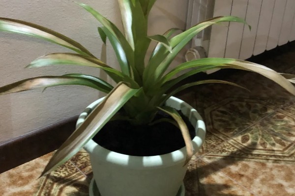 水塔花叶子发黄焦边干枯的原因，可能是养分不足所致