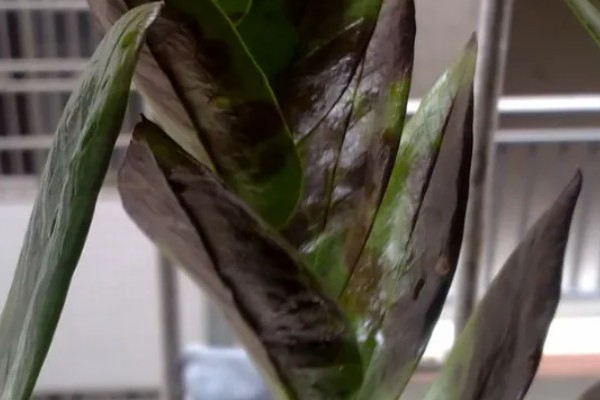 水塔花叶子发黄焦边干枯的原因，可能是养分不足所致