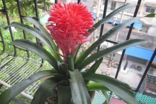 水塔花叶子发黄焦边干枯的原因，可能是养分不足所致