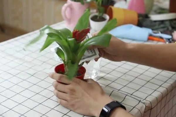 水塔花叶子发黄焦边干枯的原因，可能是养分不足所致