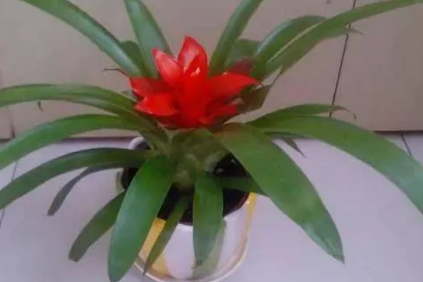 水塔花叶子发黄焦边干枯的原因，可能是养分不足所致