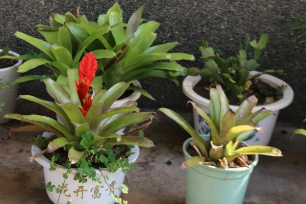 水塔花叶子发黄焦边干枯的原因，可能是养分不足所致