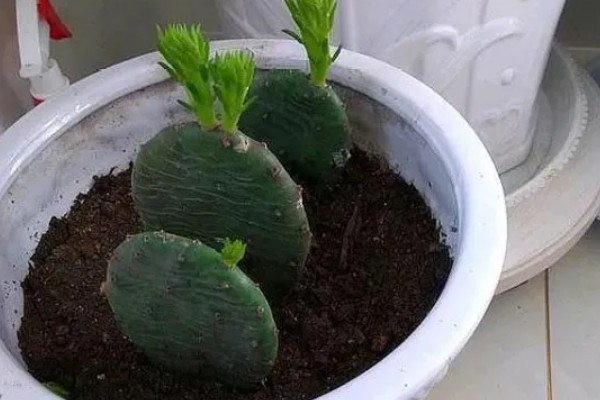 仙人掌叫仙人掌的原因，是因为叶片形状多为椭圆形