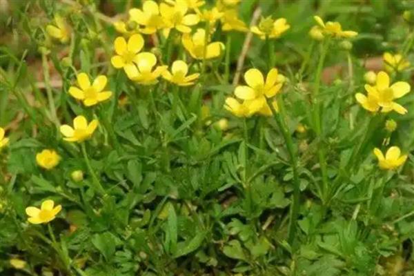 猫爪草的外形特点，最高能长到20厘米