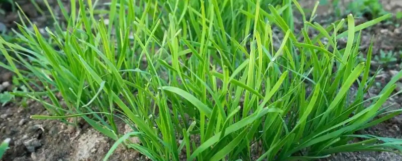 韭菜什么时候播种，春夏秋三季均可播种