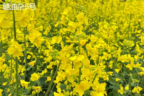 油菜的品种有哪些，常见的有四月慢、浙大619等