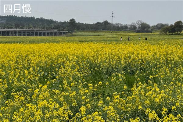 油菜的品种有哪些，常见的有四月慢、浙大619等