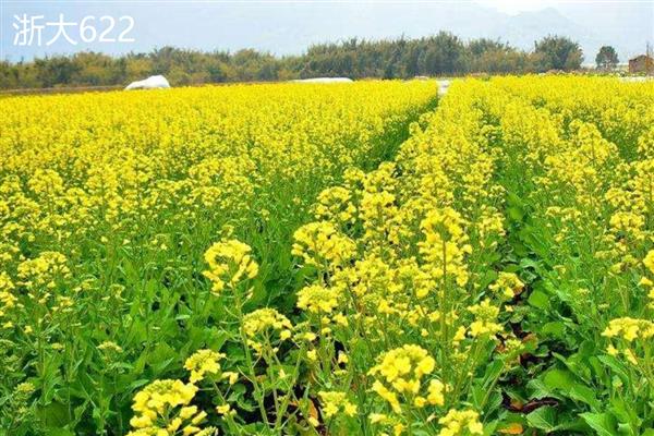 油菜的品种有哪些，常见的有四月慢、浙大619等