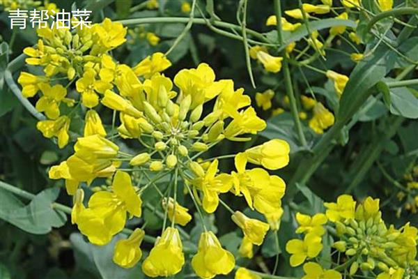 油菜的品种有哪些，常见的有四月慢、浙大619等