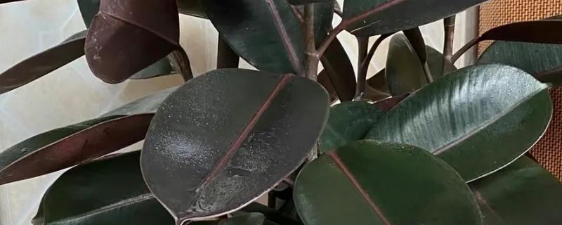 橡皮树的花语，寓意稳重、权威等
