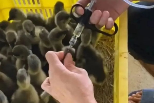 如何饲养鹅苗，出生一天后就要打疫苗